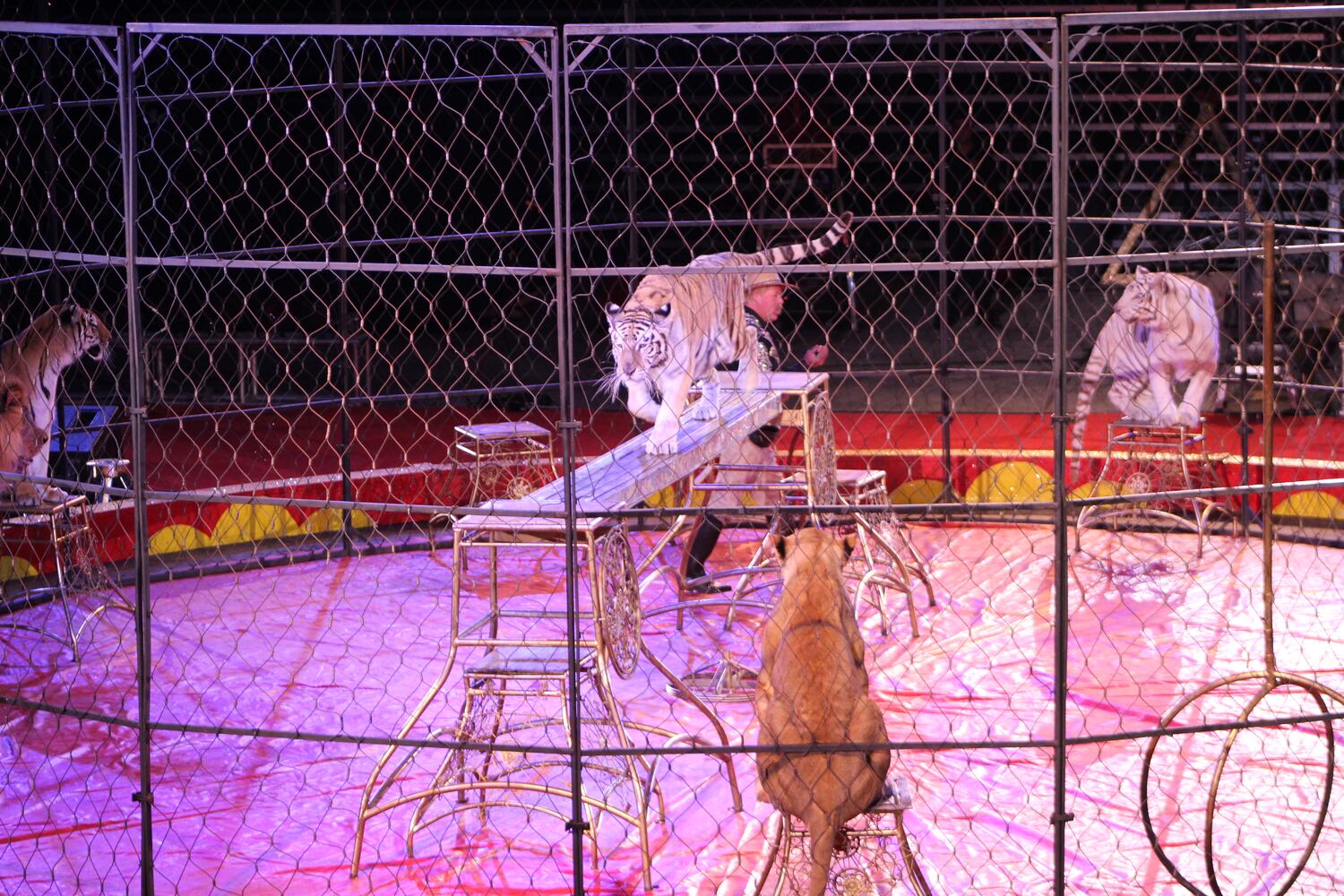 PHOTOS: Antioch Shrine Circus at UD Arena