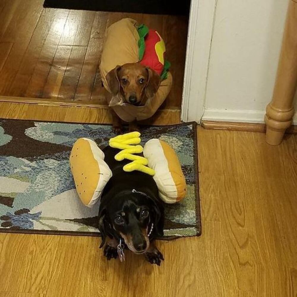 National Puppy Day staff pictures