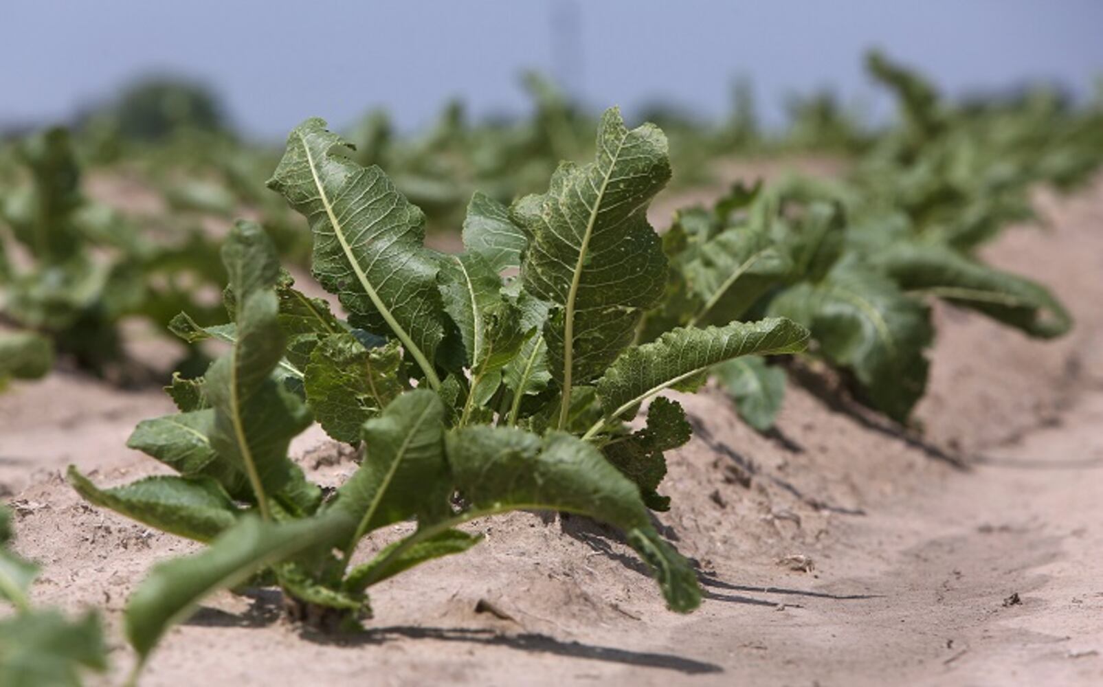 Horseradish: A big root with a bold kick