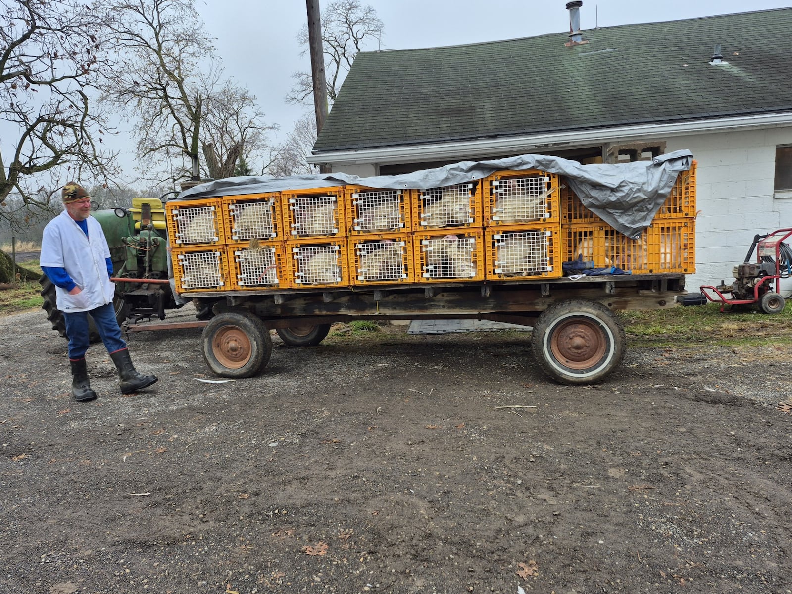One of the final loads of turkeys for the season is taken from the barn to the processing center at Valley View Turkey Farm in Liberty Township. MICHAEL KURTZ / STAFF