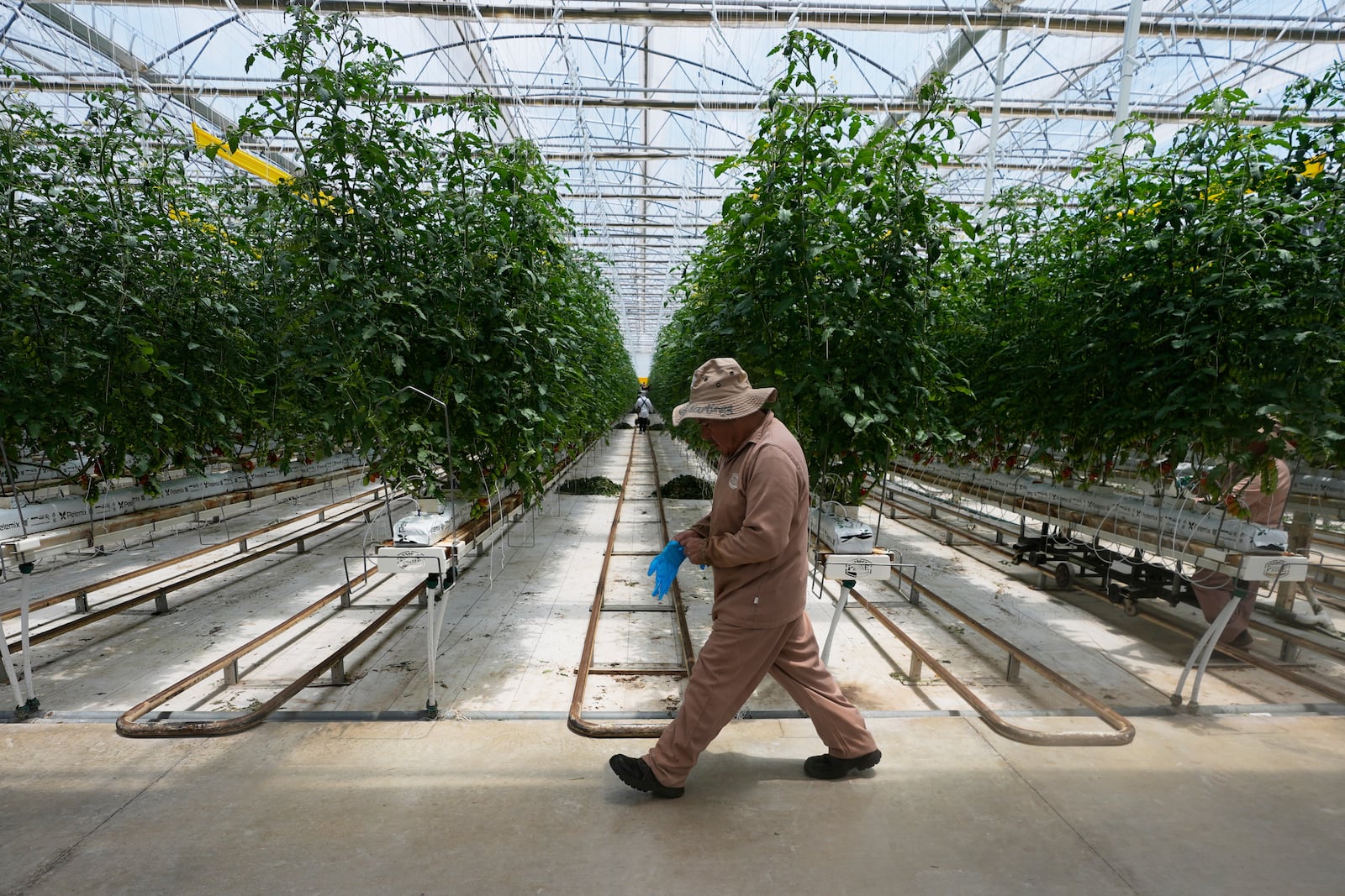 A worker walks along tomato plants at a greenhouse of the Veggy Prime tomato farm, which exports to the United States, in Ajuchitlan, Mexico, Wednesday, July 23, 2025. (AP Photo/Marco Ugarte)