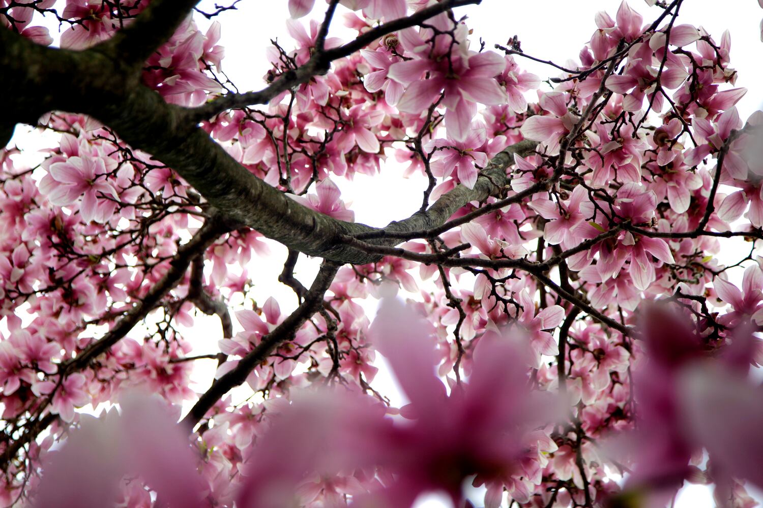 PHOTOS: Wegerzyn Gardens blooms in a brilliant display