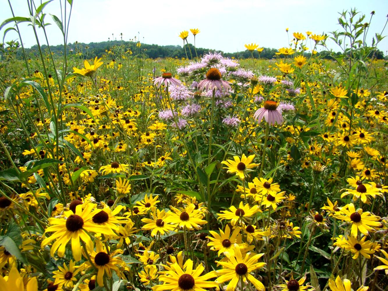Rare prairie super bloom
