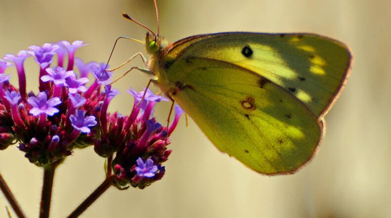 Orders are being taken now through April 19 for Aullwood Audubon's 17th annual Native Plant Sale. CONTRIBUTED PHOTO