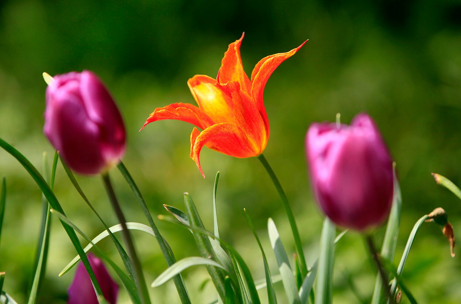 PHOTOS: Tulip time! Oakwood’s Smith Memorial Gardens is overflowing with colorful blooms