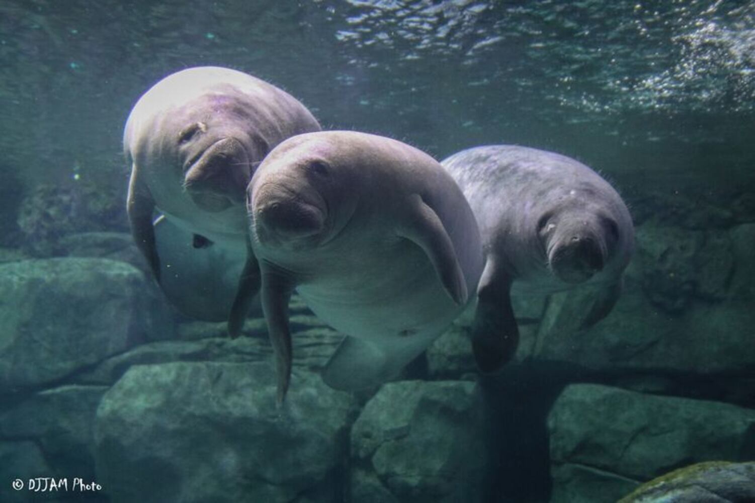 PHOTOS: This first look at Cincinnati Zoo's Zoo babies will be the best part of your day