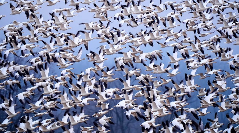 Snow geese take off from a reservoir at the Middle Creek Wildlife Management Area, Friday, March 6, 2026, in Kleinfeltersville, Pa. (AP Photo/Robert F. Bukaty)