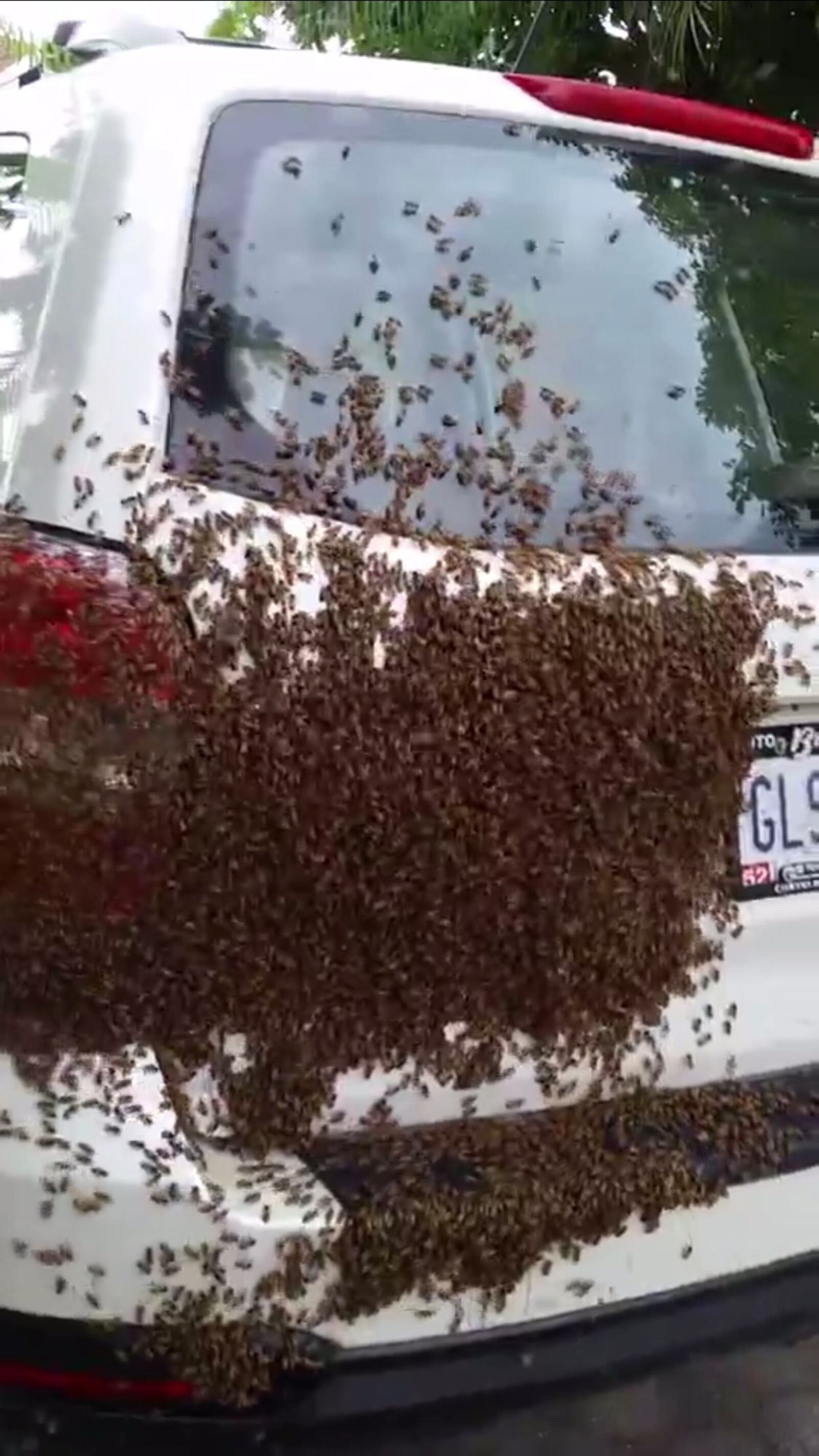 This video screen grab image from Cape Coral resident Heather Rivera shows a swarm of bees that had invaded her car.