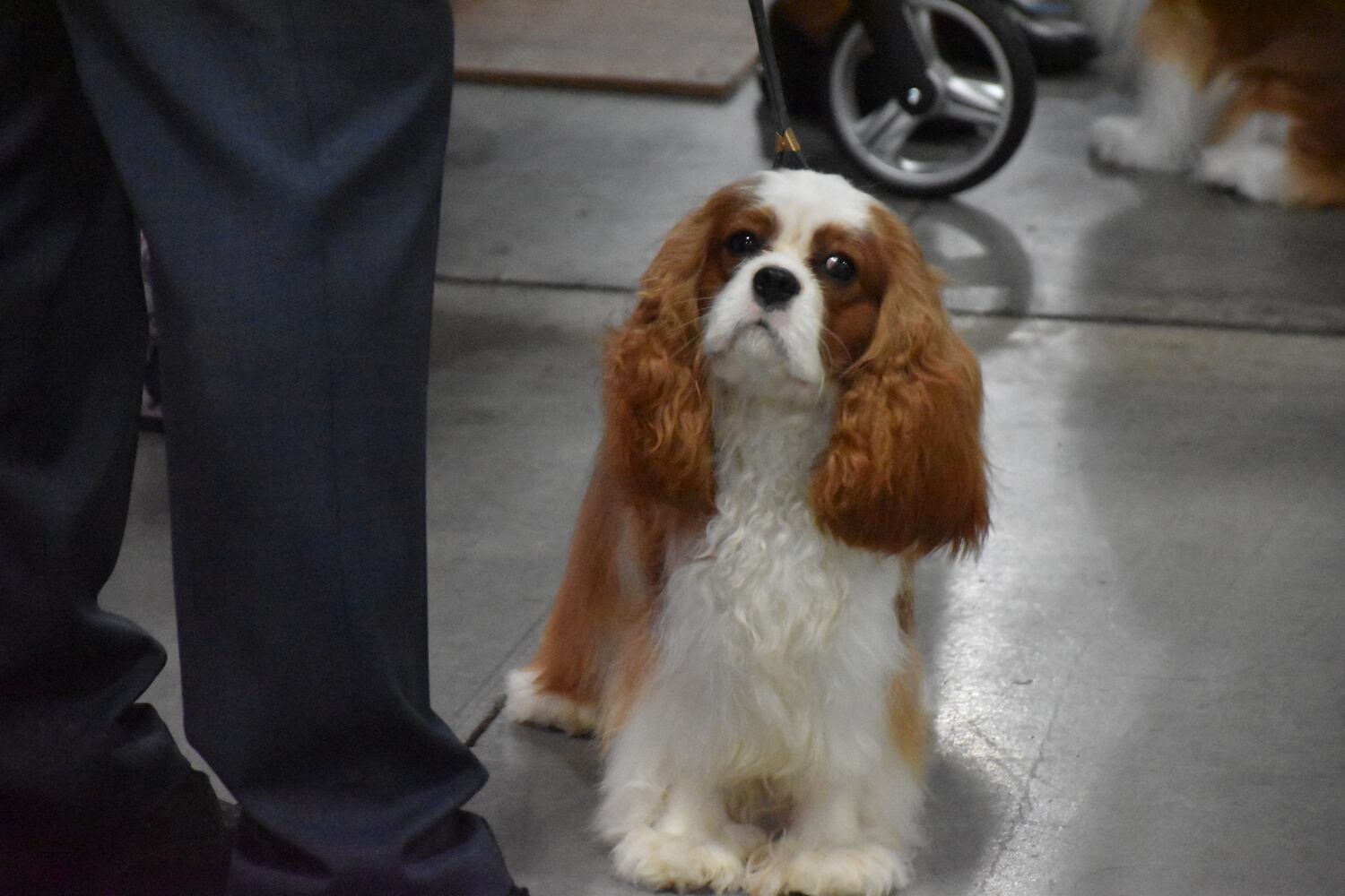 Fort St. Clair Kennel Club Dog Show