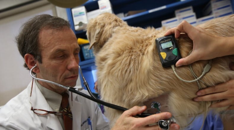 NEW YORK, NY - DECEMBER 10: Veterinarian Philip Fox checks golden retreiver Oliver while mounting a heart monitor on the dog's side at the Animal Medical Center on December 10, 2012 in New York City. The non-profit Animal Medical Center, established in 1910, has 80 veterinarians in 17 specialty services that treat up to 40,000 animal visits annually. Clients bring in their pets from around the country and world to the teaching hospital on Manhattan's Upper East Side for specialized high tech treatment. The American Pet Products Association estimates that Americans would spend more than $50 billion on their pets in 2012, $14 billion of that in veterinary care alone. (Photo by John Moore/Getty Images)