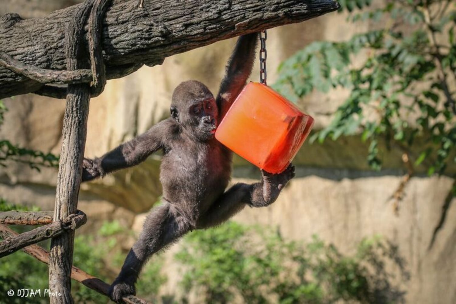 PHOTOS: This first look at Cincinnati Zoo's Zoo babies will be the best part of your day