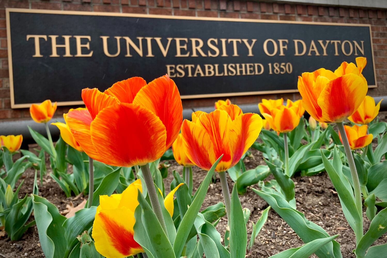 PHOTOS: Spring flowers bloom in Miami Valley