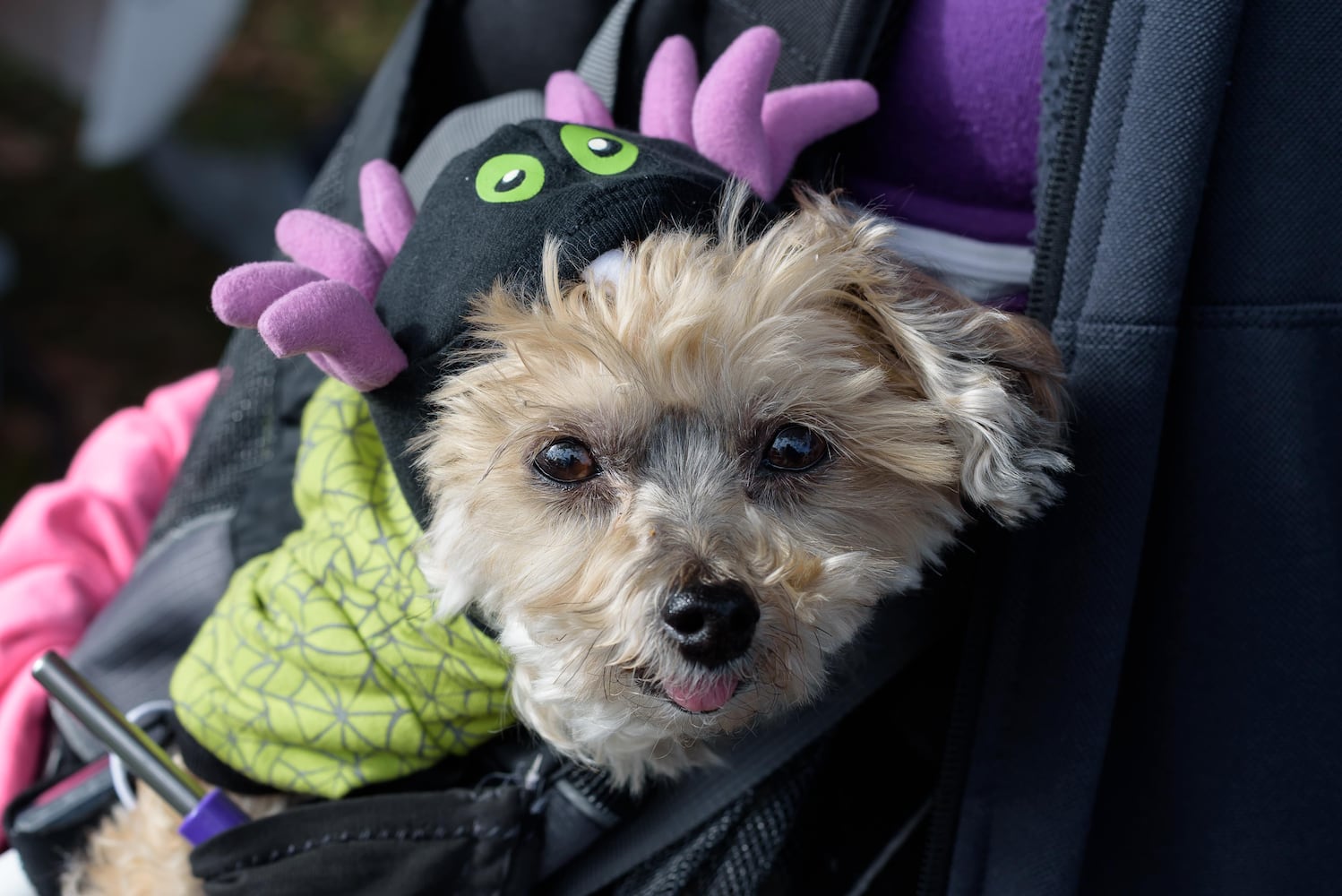 PHOTOS: 2025 PetFest at Delco Park