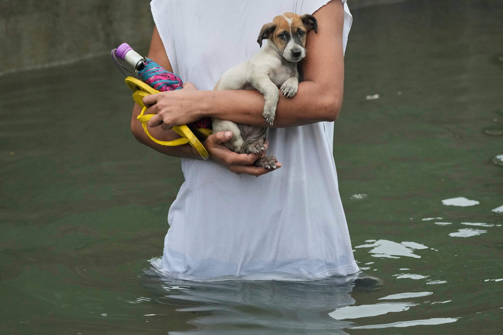 A puppy is carried by a man after being rescued from a flooded home as Typhoon Co-may intensified seasonal monsoon rains at Malabon city, Philippines on Friday, July 25, 2025. (AP Photo/Aaron Favila)