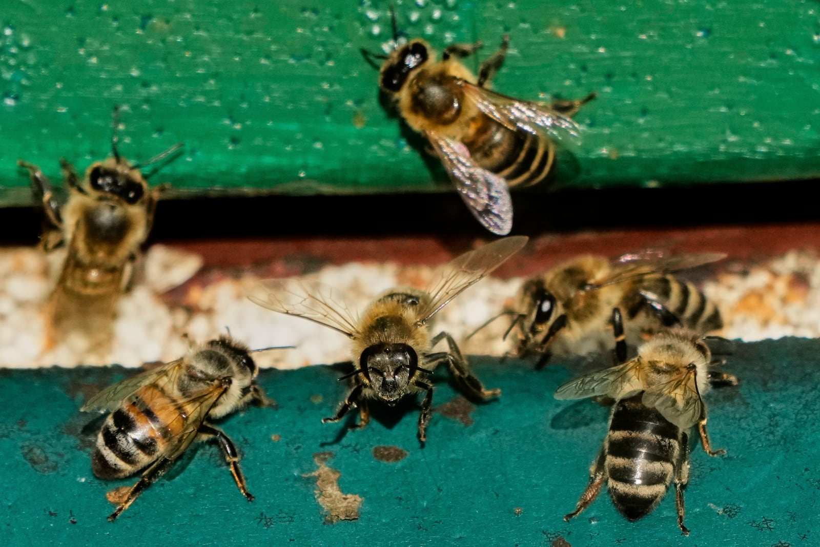 Honey bees are pictured in a beehive in Wehrheim near Frankfurt, Germany, on the 'world bee day' on Tuesday, May 20, 2025. (AP Photo/Michael Probst)