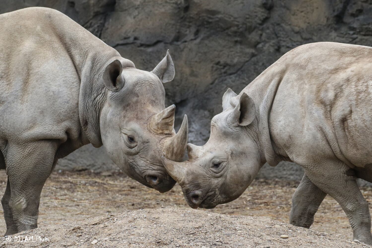 PHOTOS: Oh, these faces! Celebrating Cincinnati Zoo babies