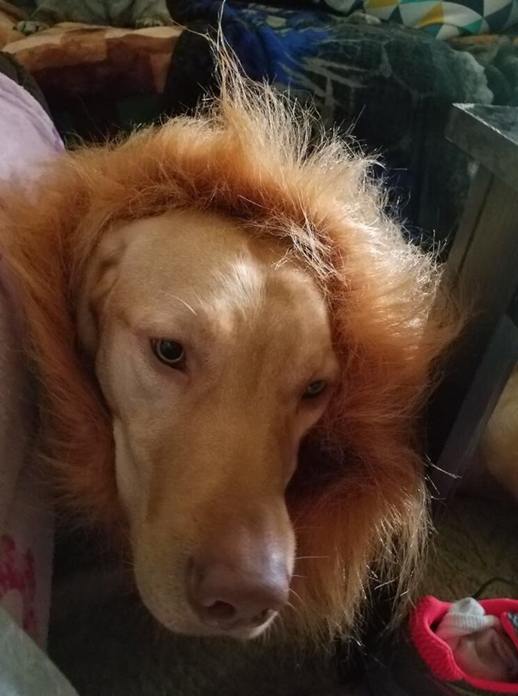 PHOTOS: Local pets ready for Halloween