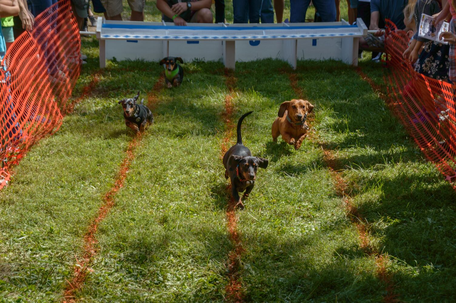 PHOTOS: 5th annual Oktoberfest Springboro