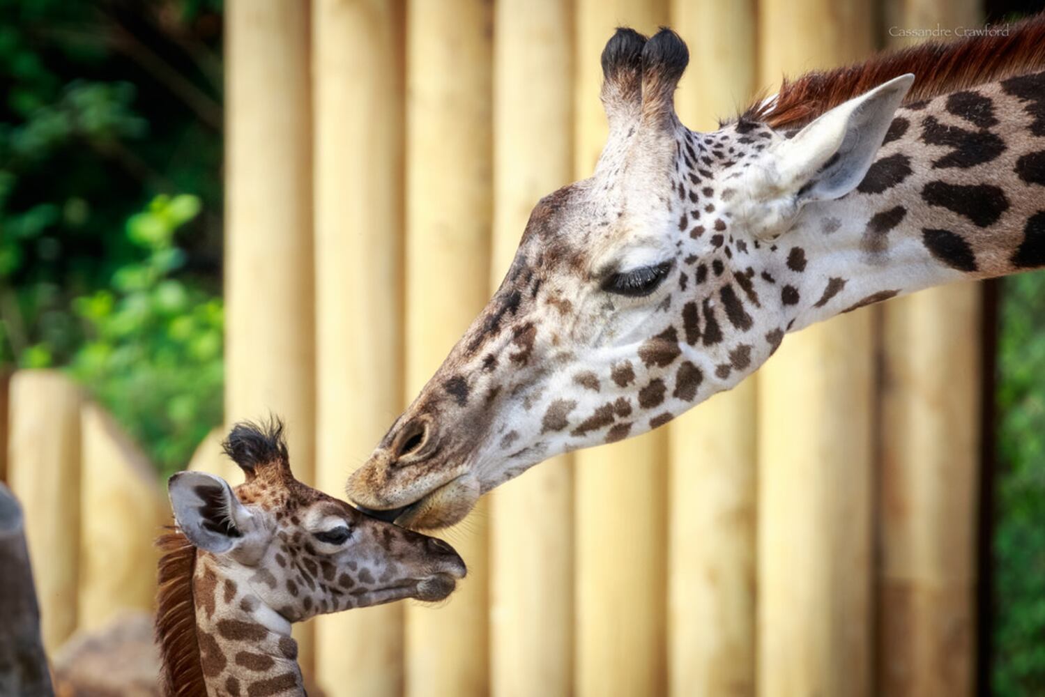 PHOTOS: Fall in love with Cincinnati Zoo babies