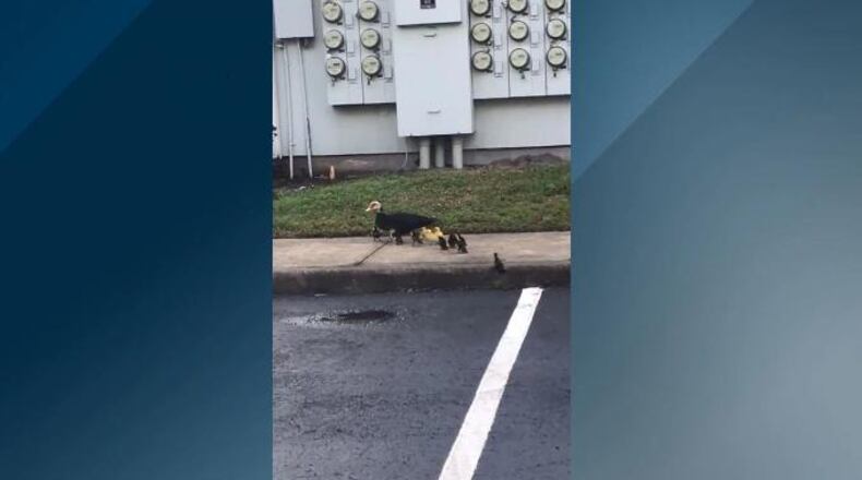Firefighters in Florida came to the rescue after a few ducklings fell down a storm drain.
