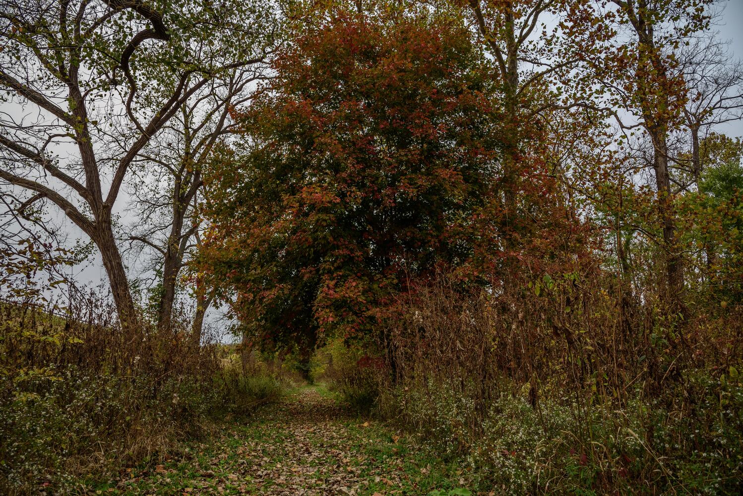 Huffman MetroPark in the fall