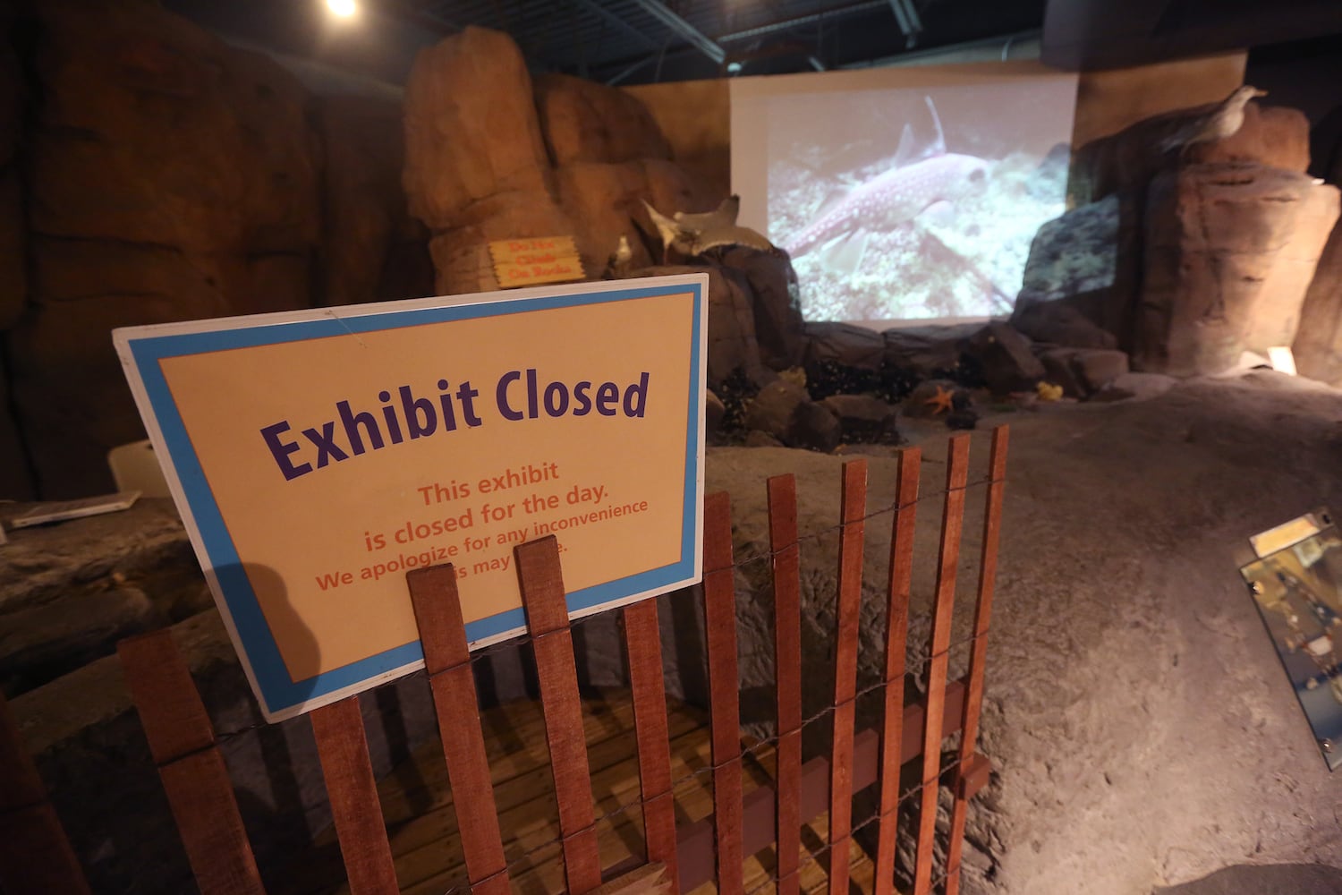 PHOTOS: Boonshoft Museum of Discovery reopens with old favorites and rarely seen artifacts from the collection