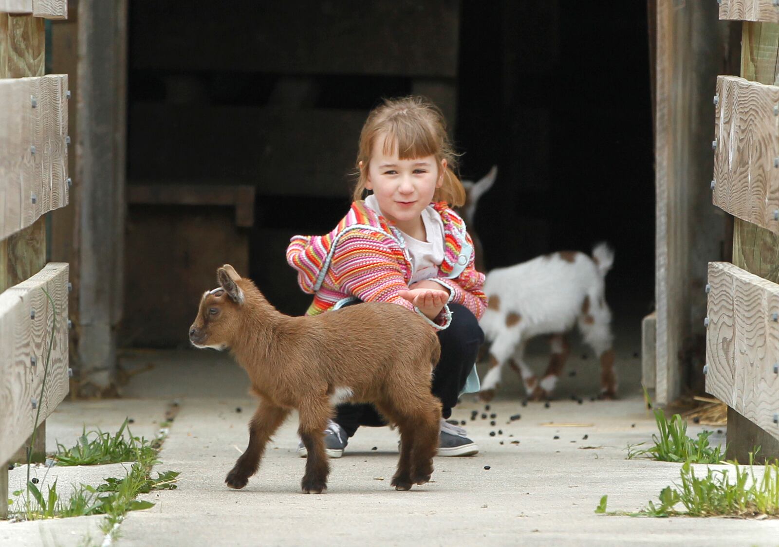 Halina Korol, 6, of Vandalia, feeds Nigerian dwarf goats at Aullwood Farm. Farm Babies Fest will be held at the farm, 9101 Frederick Pike in Dayton, Saturday, May 18 and Sunday, May 19. The event, wihch costs $10 per car, will be held each day from 10 a.m. to 5 p.m. A variety of children's activites, farm adventures and food vendors will be at the festival. LISA POWELL / STAFF