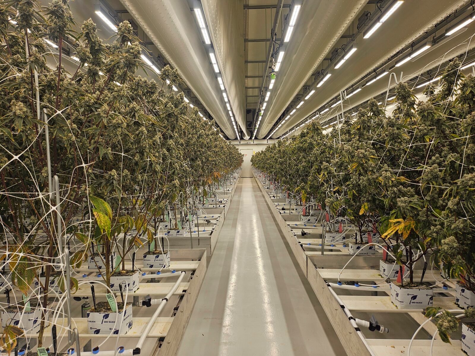 Cannabis plants sit in the Hollandse Hoogtes growing facility in Bemmel, Netherlands, Monday, April 7, 2025. (AP Photo/Molly Quell)