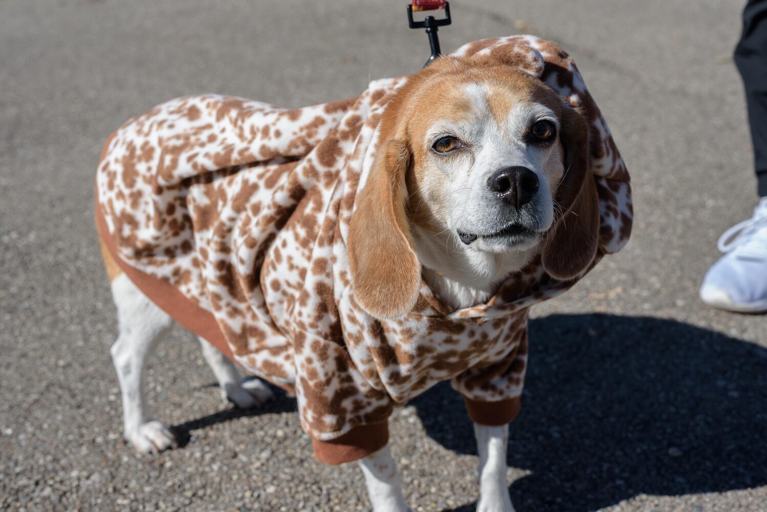 PHOTOS: Did we spot you and your dog at Wag-O-Ween at the Kettering Recreation Center?