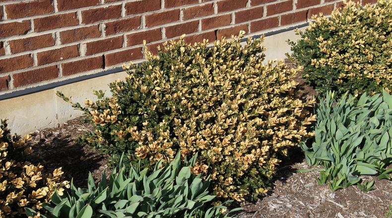 Crabapple flowers damaged by early spring frosts. CONTRIBUTED