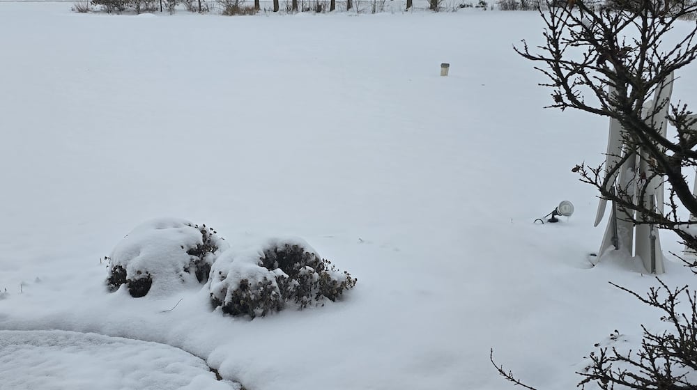 Snow serves as an insulation for these recently planted mums (center), preventing exposure to cold temperatures.