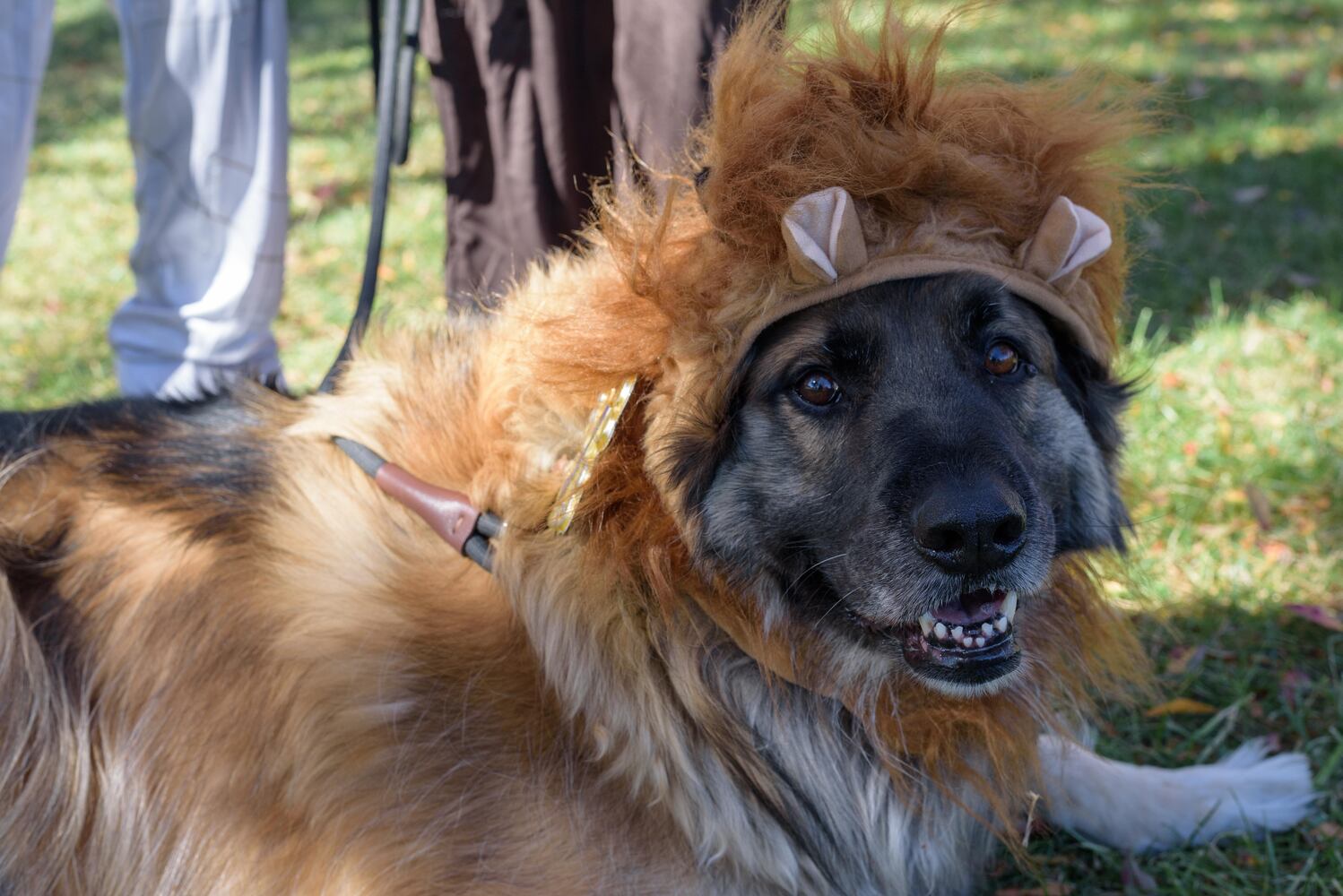 PHOTOS: Did we spot you and your dog at Wag-O-Ween at the Kettering Recreation Center?