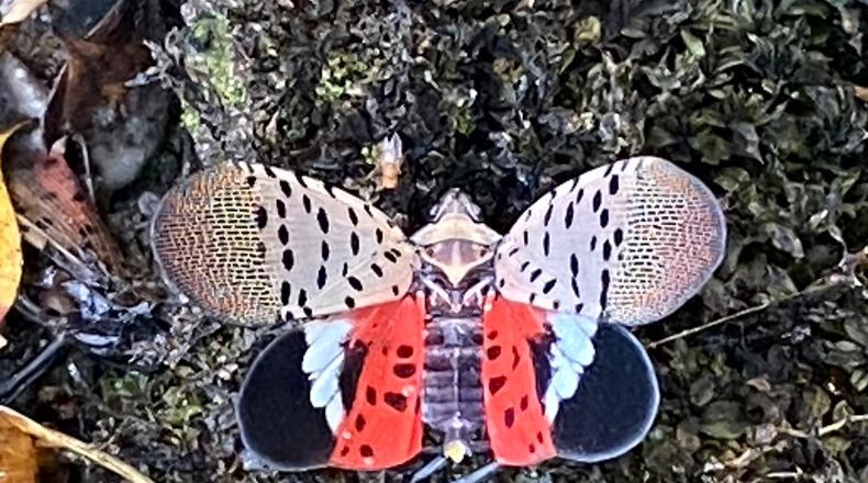 The spotted lanternfly adult has been confirmed in Clark County, the first confirmation in the MIami Valley area.