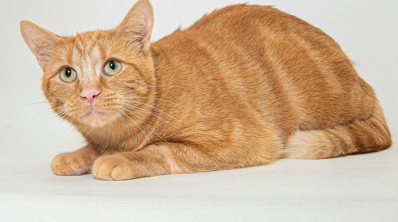 Wendy was the Humane Society of Greater Dayton's Pet of the Week of Nov. 15, 2021