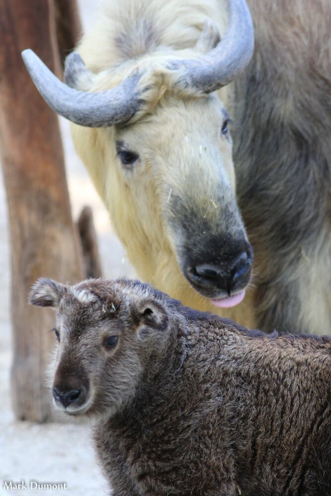 PHOTOS: Fall in love with Cincinnati Zoo babies