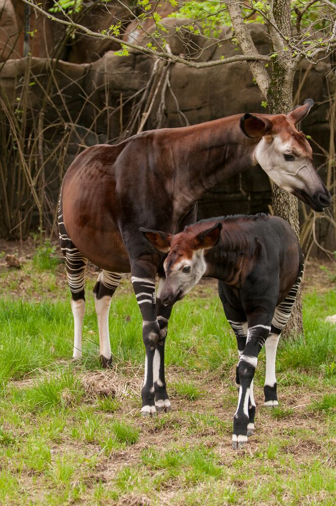 PHOTOS: Fall in love with Cincinnati Zoo babies