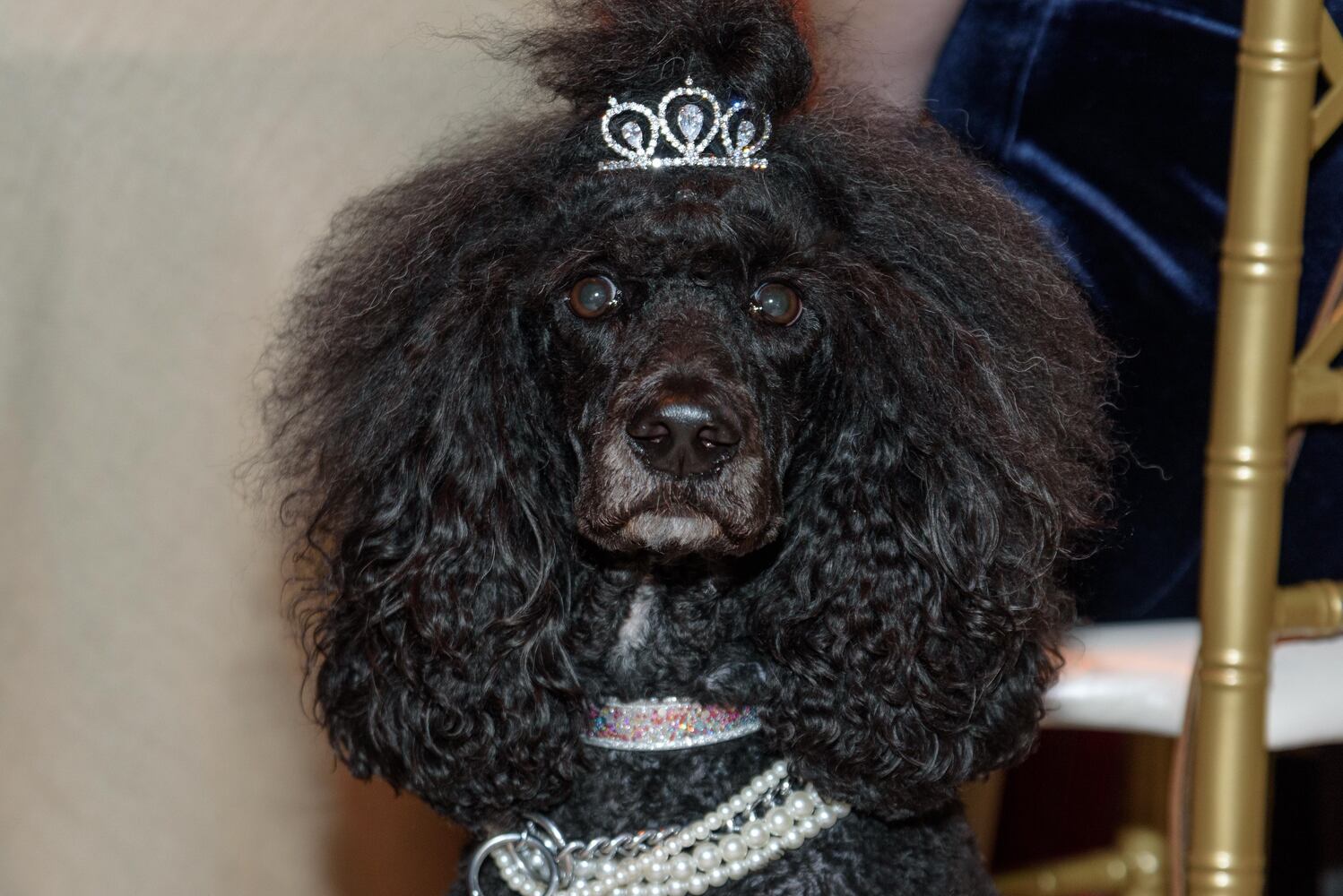 PHOTOS: Did we spot you at the Pet Afflaire Gala at the Dayton Arcade?