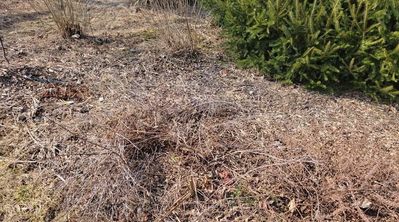 Leave cut perennial stems in the garden until temperatures are consistently above 50 degrees in order for overwintering pollinators to complete their life cycle. CONTRIBUTED