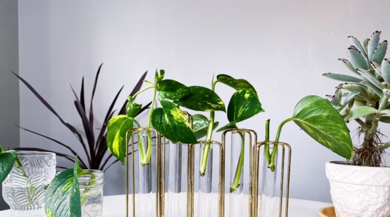 The beginnings of a plant propagation project. Photo / Ashley Bethard