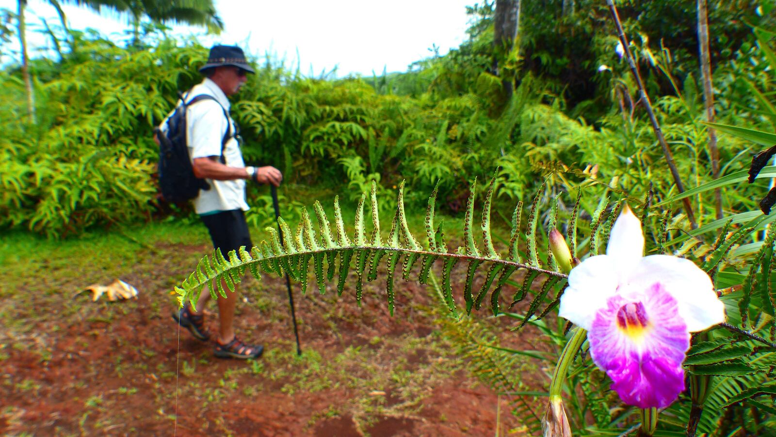 A wild orchid edges the trail to the base of Kulaniapia Falls.  ( Brian J. Cantwell/Seattle Times/TNS)