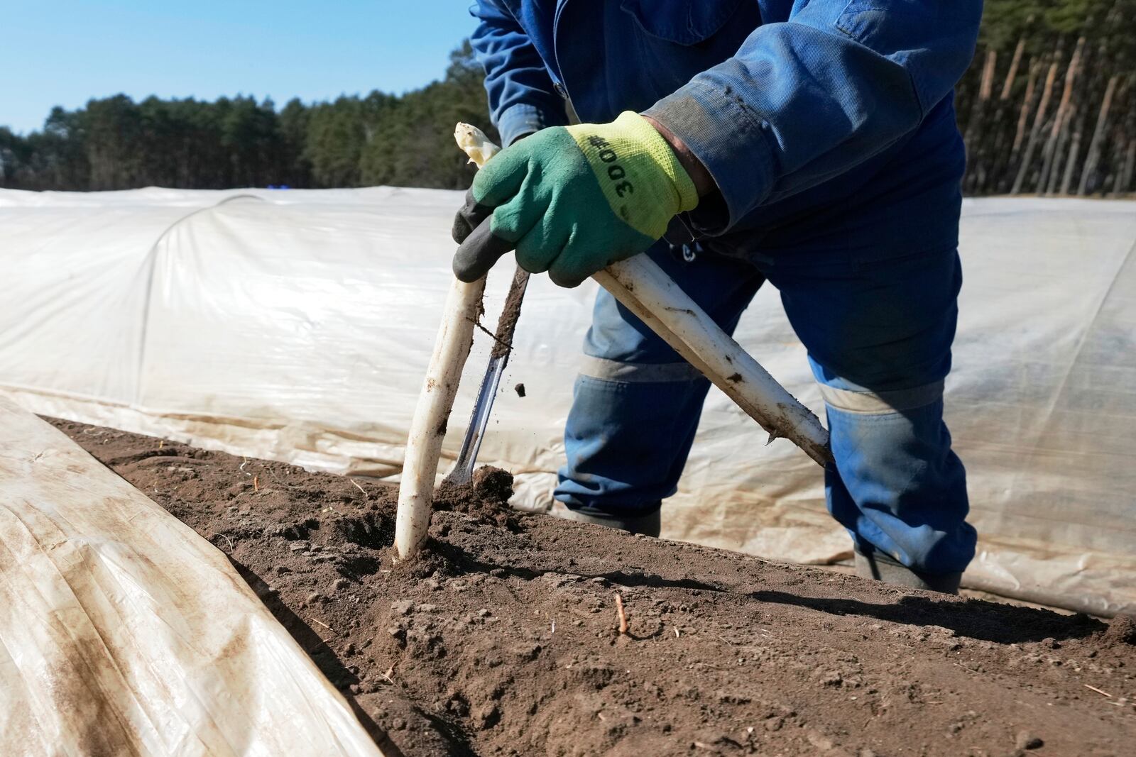A farm worker suts white asparagus in a field near Beelitz, Germany, Thursday, April 3, 2025. (AP Photo/Markus Schreiber)