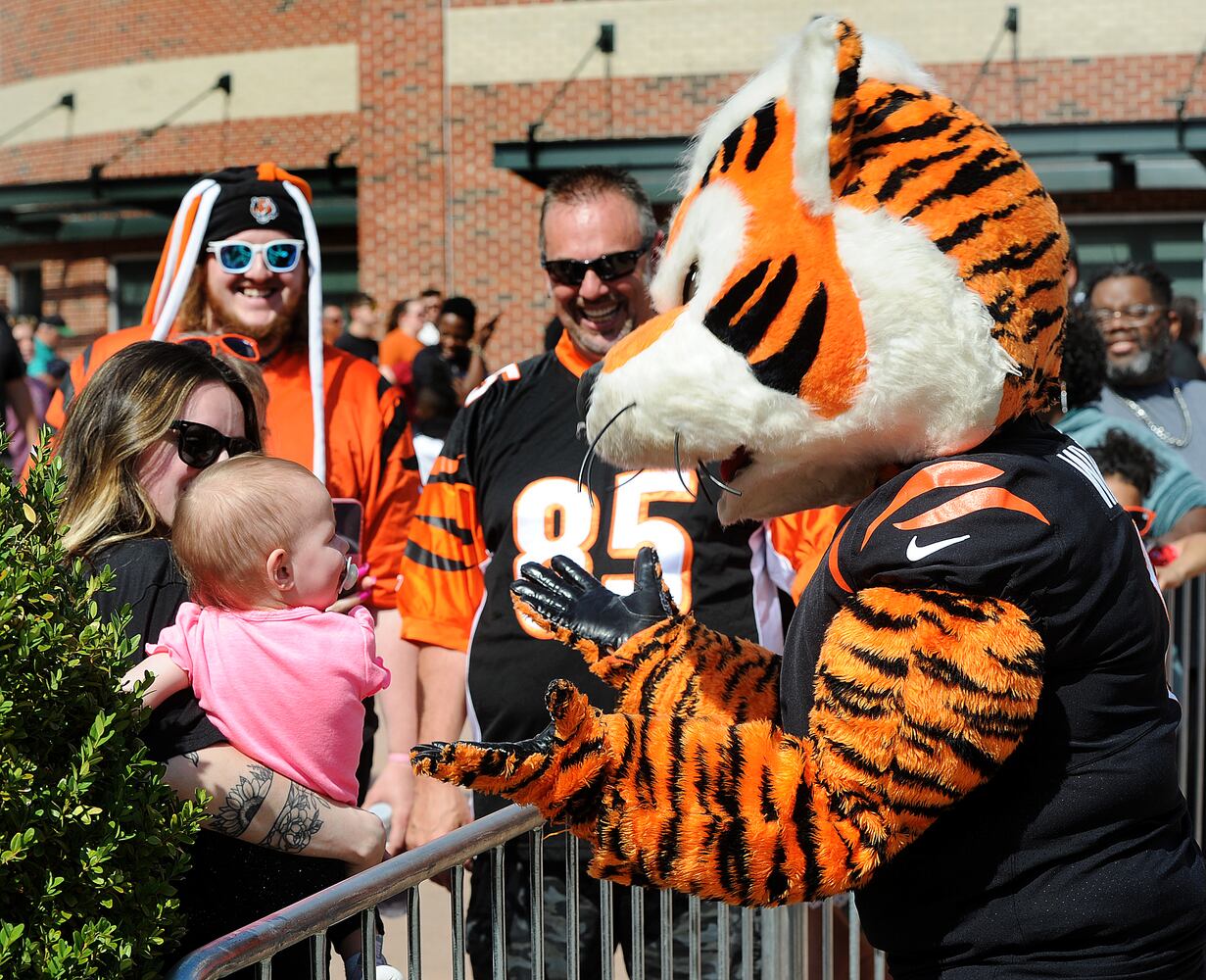 Dragons Bengals