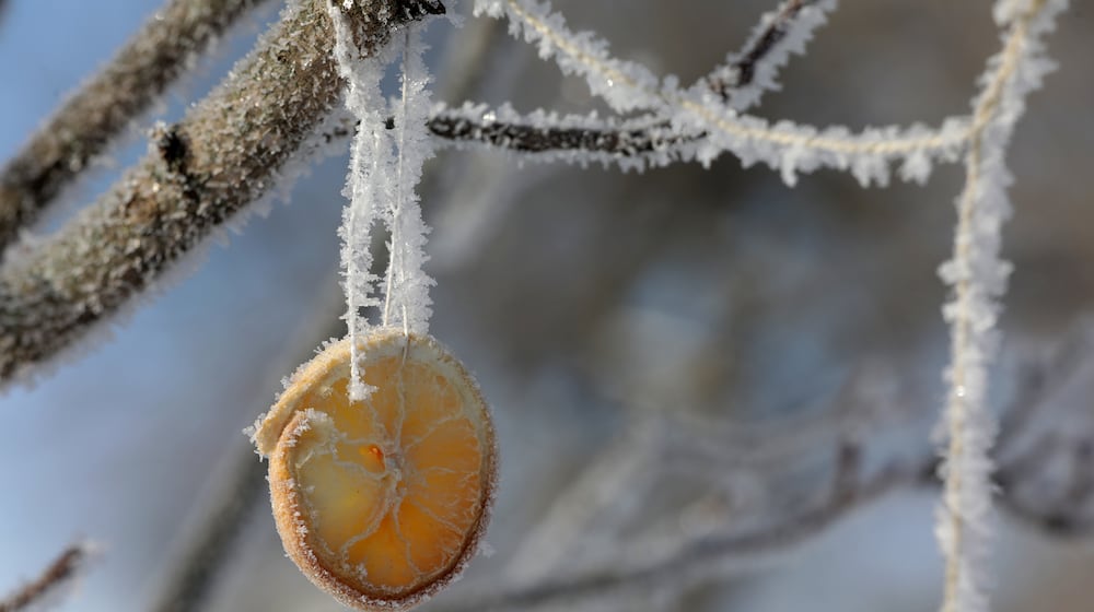 An orange slice, hanging from a tree for the birds in Snyder Park, is covered with frost in the frigid air Wednesday morning. BILL LACKEY/STAFF
