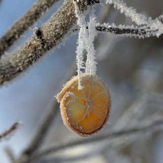 An orange slice, hanging from a tree for the birds in Snyder Park, is covered with frost in the frigid air Wednesday morning. BILL LACKEY/STAFF