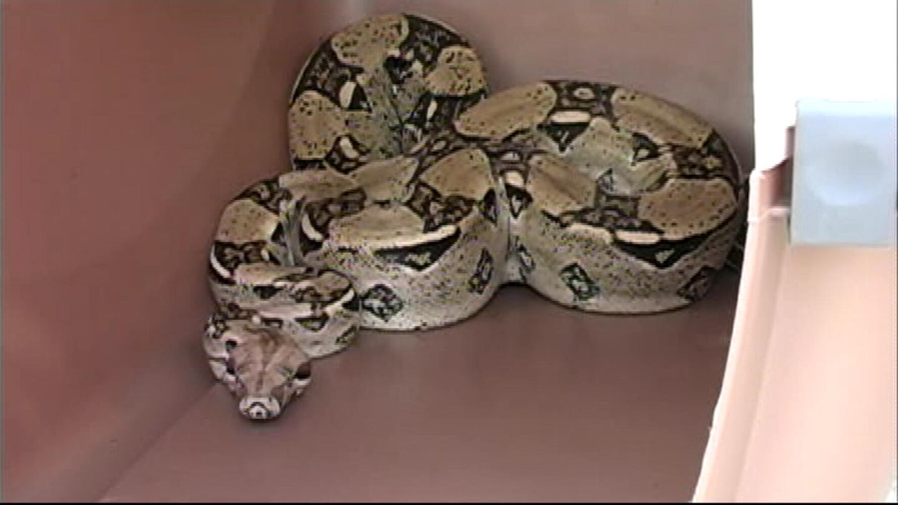 Red-tailed Boa