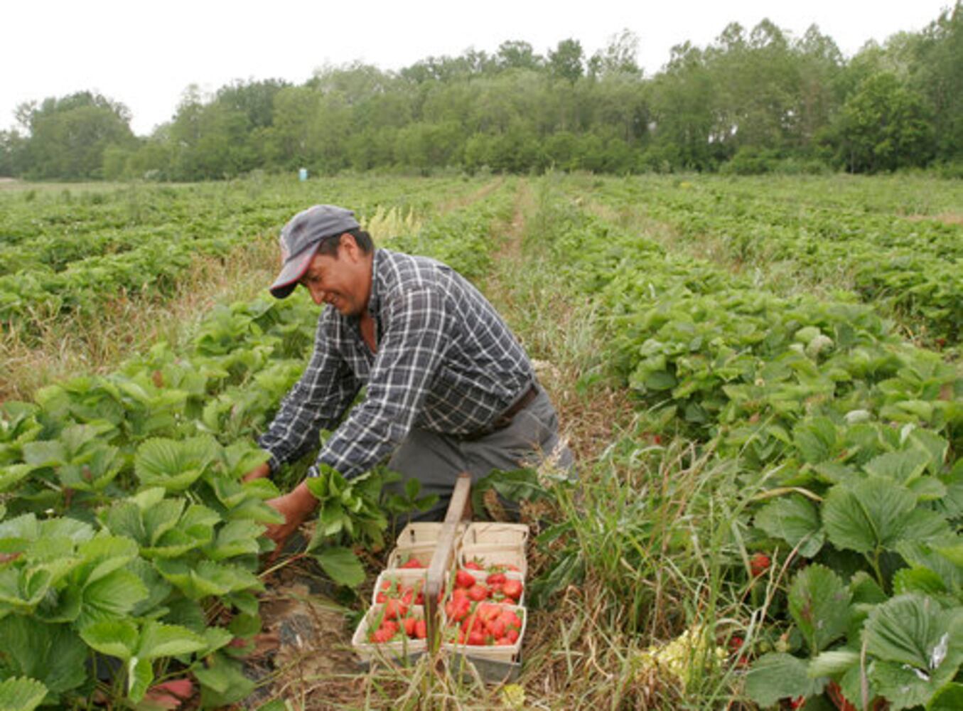 Fulton Farms strawberry fields