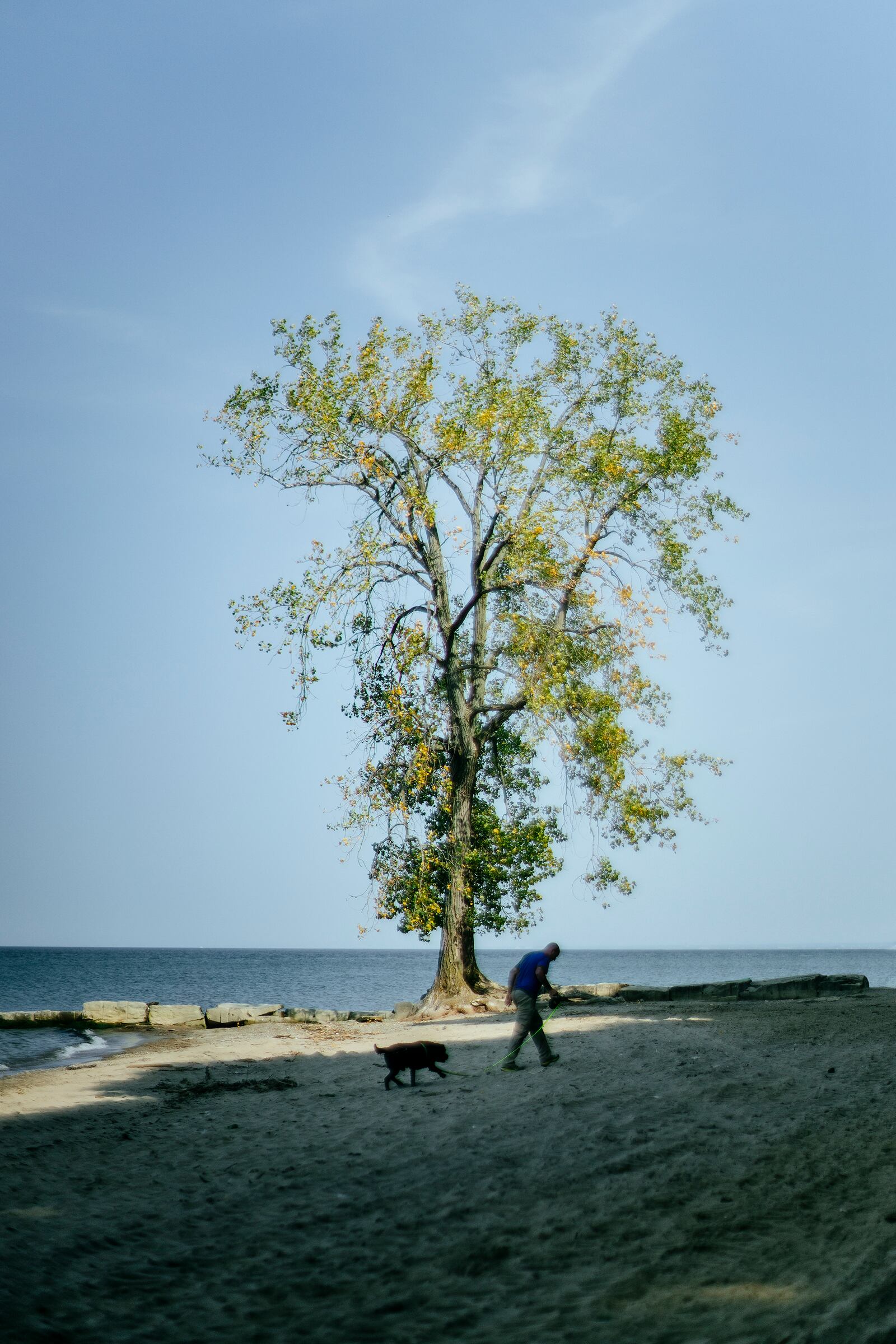Yiyun Chen, "Tree, Man and Dog", 2025, photography - pigment print