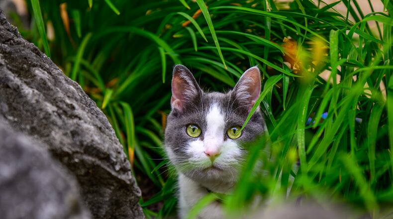 Pip is enjoying spying on the backyard's bugs and birds. KARIN SPICER/CONTRIBUTED
