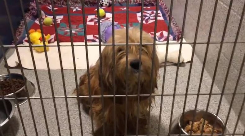 Multiple abandoned dogs were found in parts of southern Montgomery County over the weekend, according to investigators and pet adoption centers. Over 20 dogs, including seven adults and 13 puppies were found this weekend and are currently in the care of either Washington Twp.-based SICSA Pet Adoption and Wellness Center or Luv4K9s in Dayton.