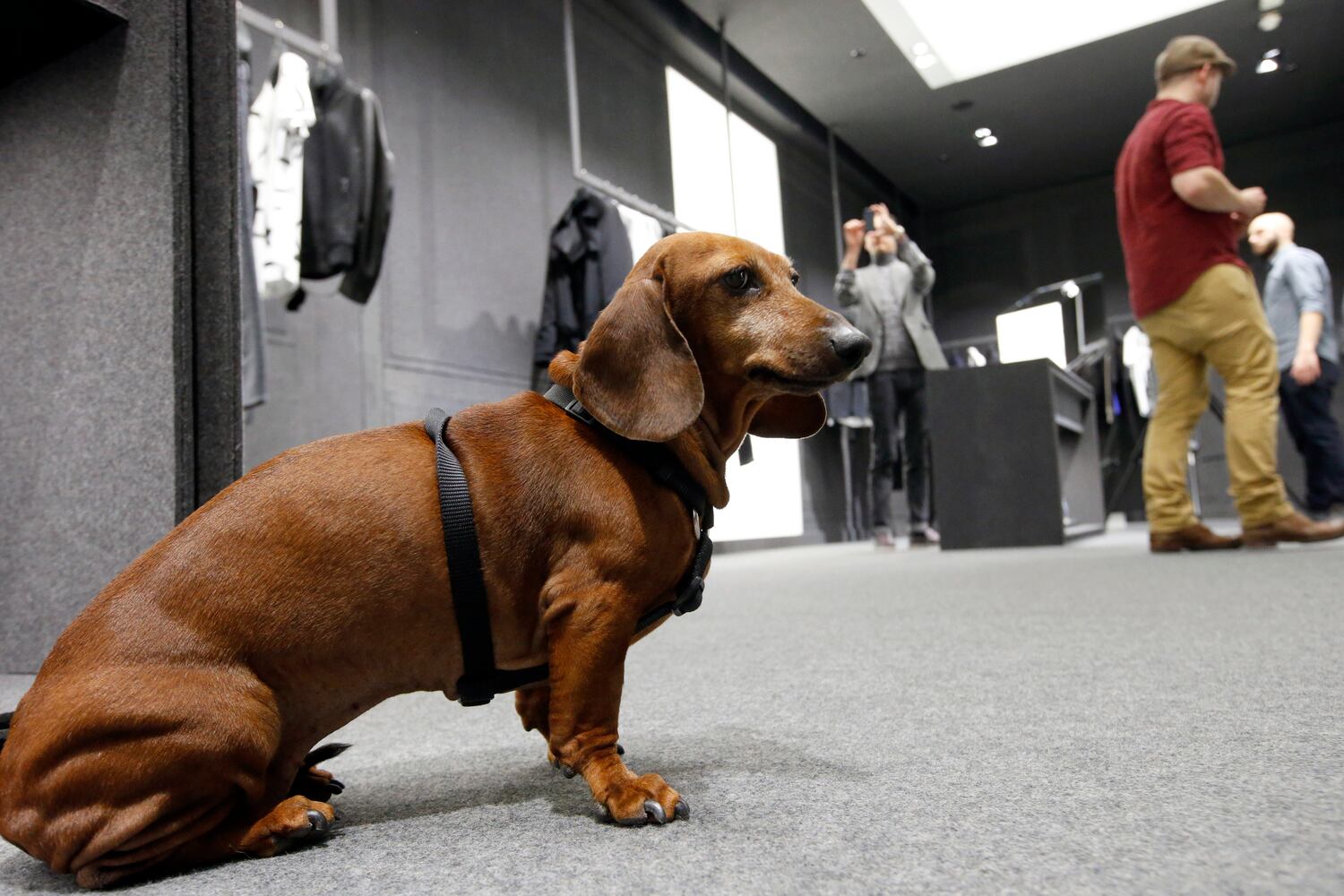News hounds (12/12/2013)